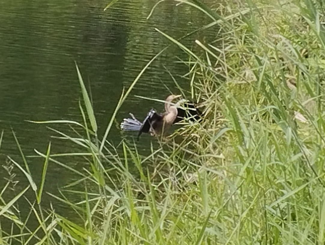 anhinga americká - ML627959124