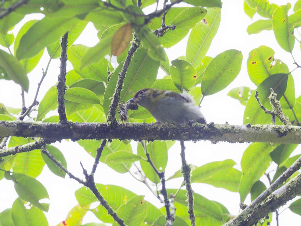 Rufous-browed Peppershrike - ML627959137