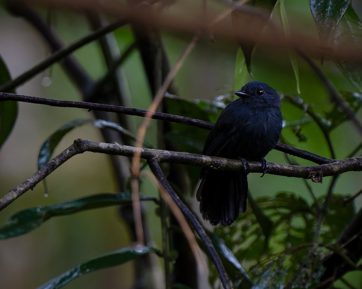Bluish-slate Antshrike - ML627959160
