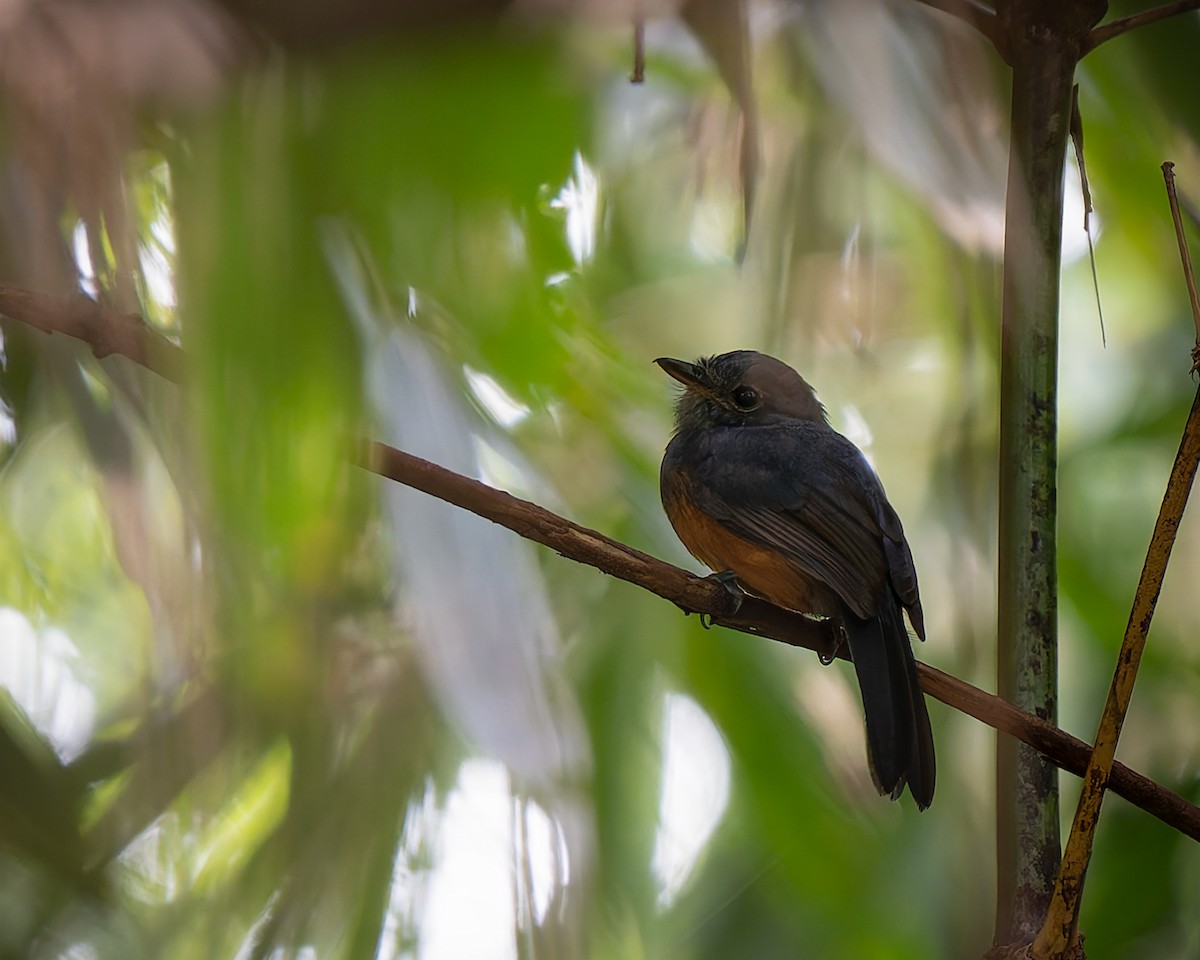 Bluish-slate Antshrike - ML627959161