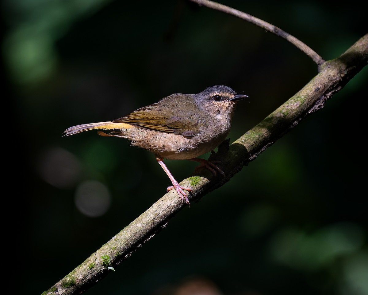 Buff-rumped Warbler - ML627959232