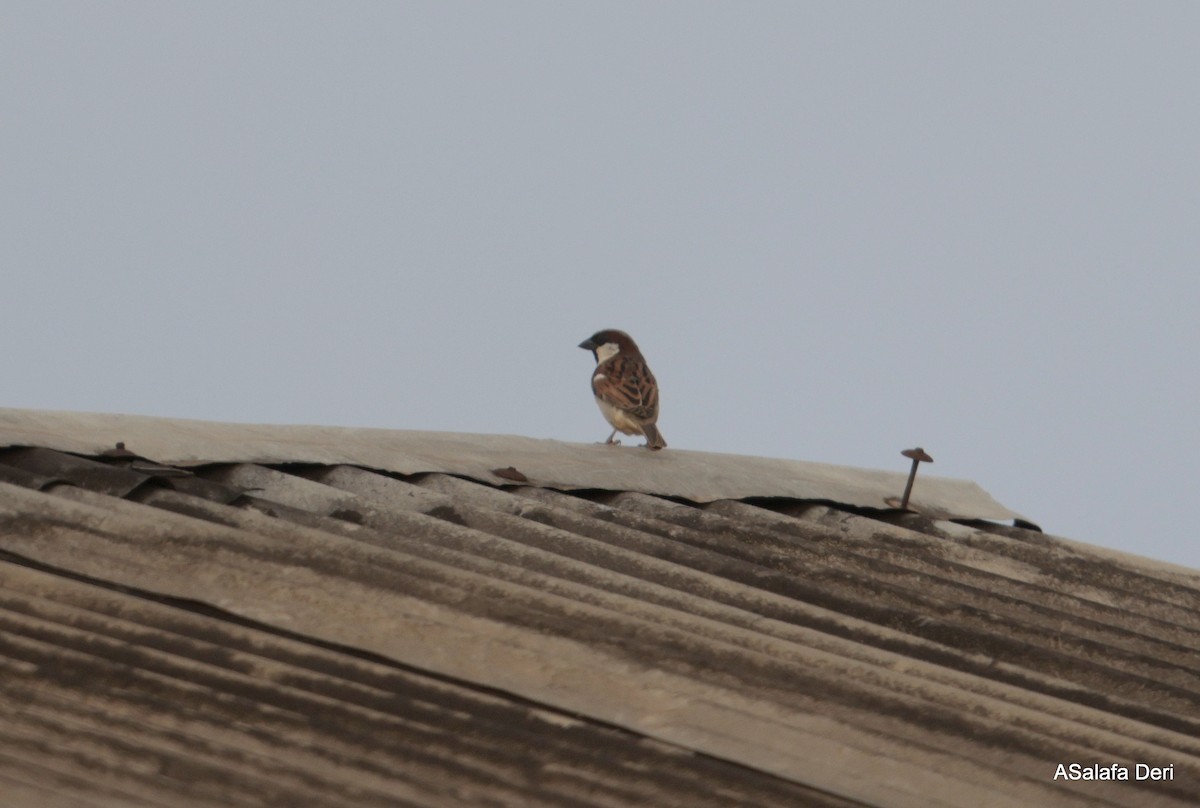 House Sparrow - ML627959263