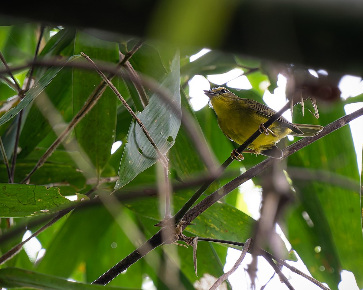 Cuzco Warbler - ML627959298