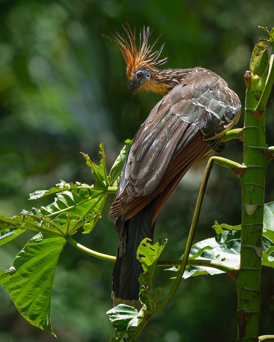 Hoatzin - ML627959339
