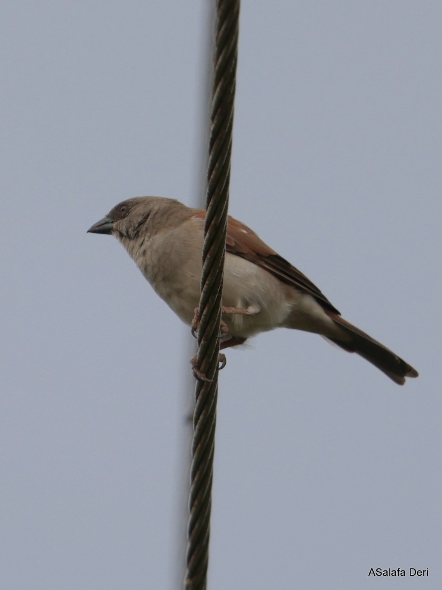 Northern Gray-headed Sparrow - ML627959365