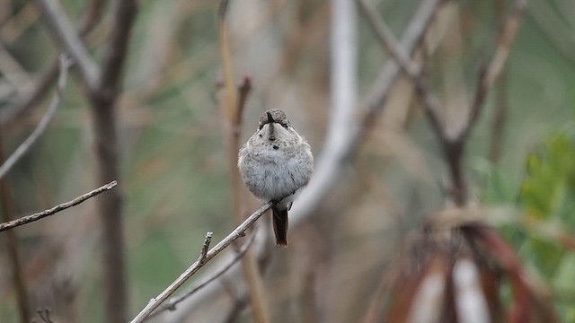 Oasis Hummingbird - ML627959388