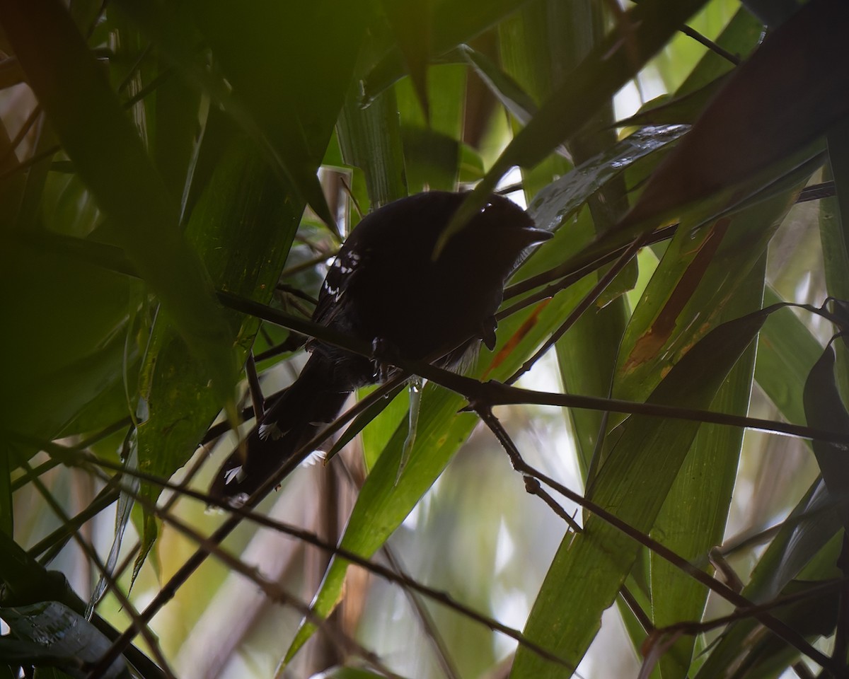 Manu Antbird - ML627959410