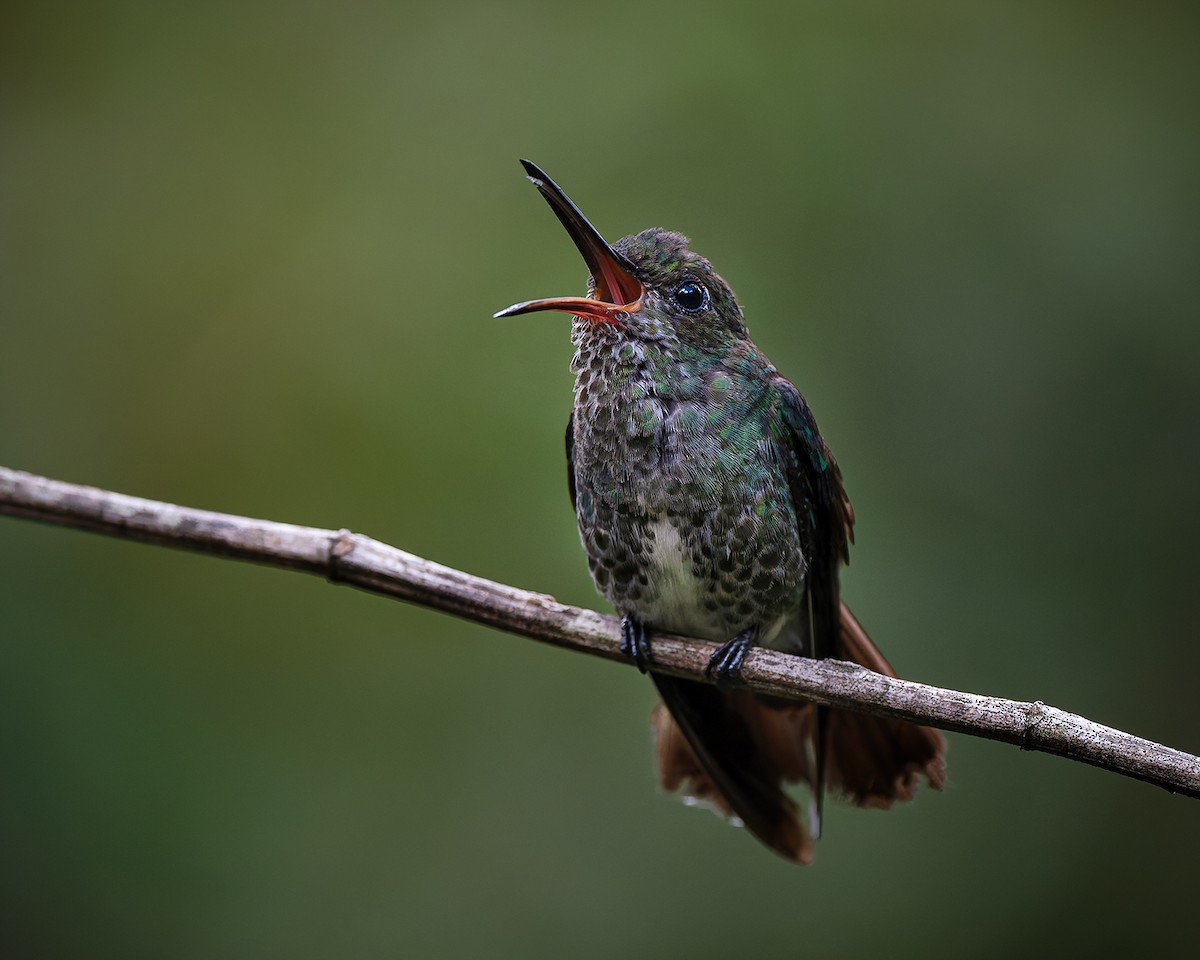 Many-spotted Hummingbird - ML627959458