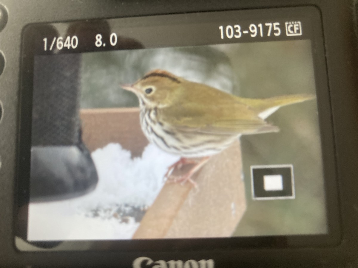 Ovenbird - ML627959507