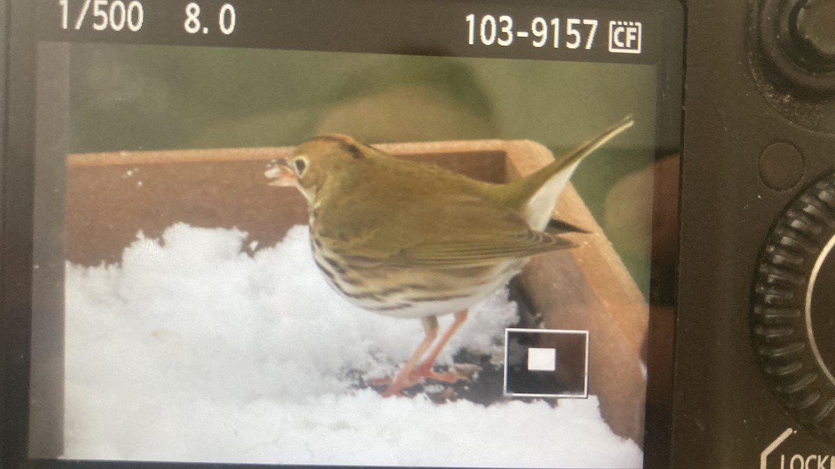 Ovenbird - ML627959508