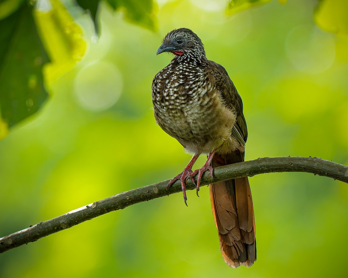 Speckled Chachalaca - ML627959530