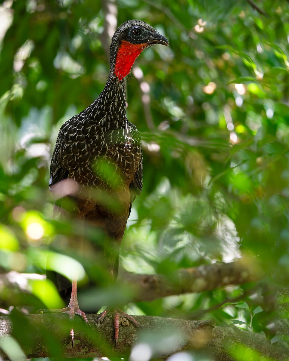 Spix's Guan - ML627959546