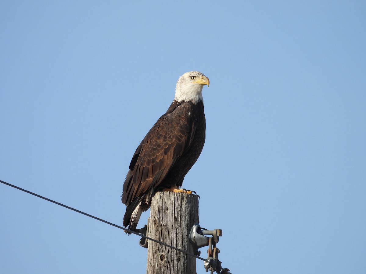 Weißkopf-Seeadler - ML627959601