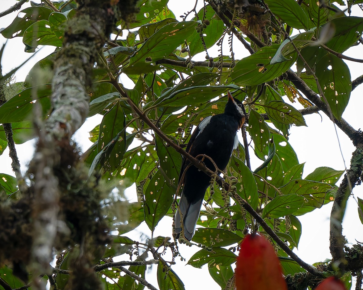 White-eared Solitaire - ML627959851