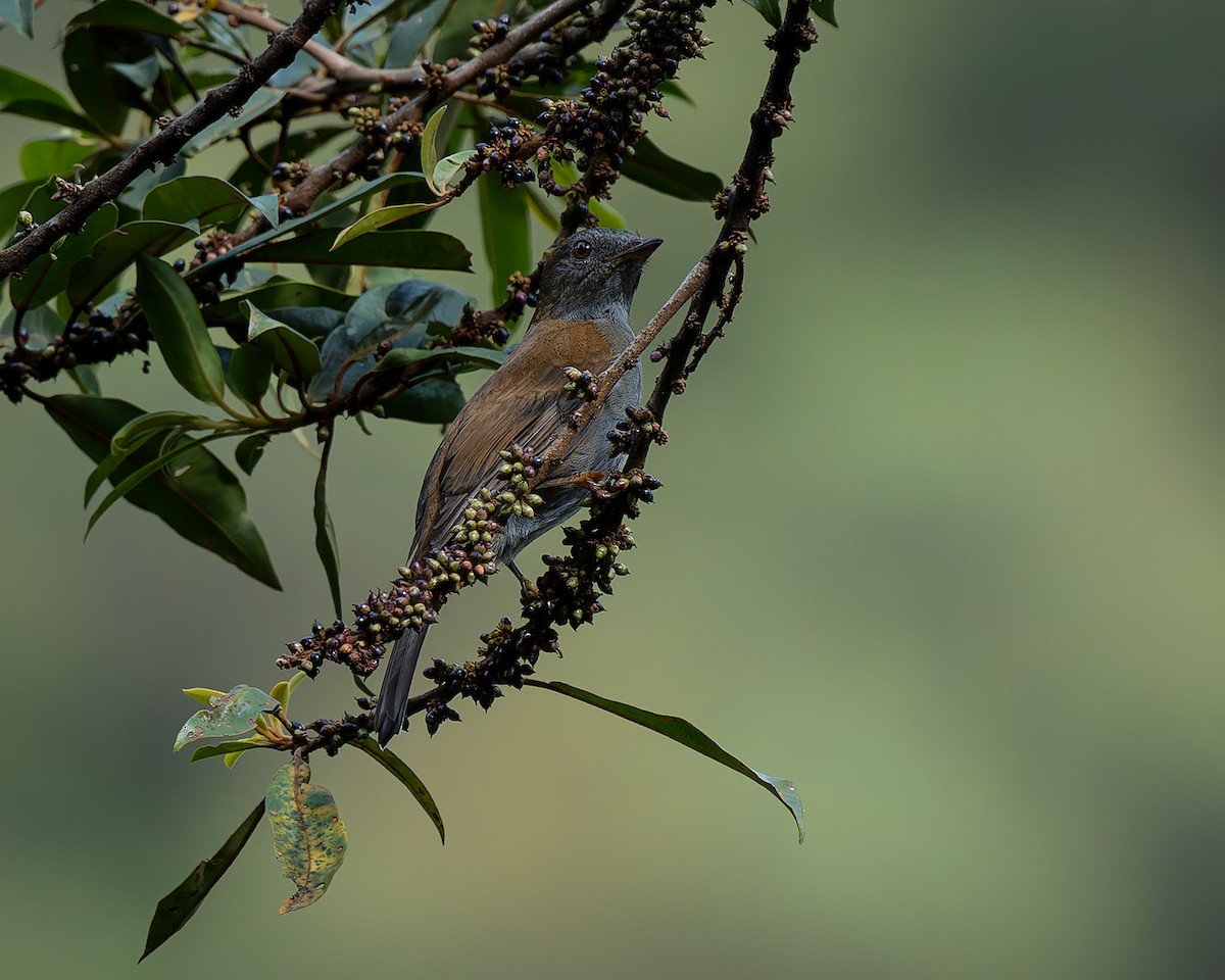 Andean Solitaire - ML627959881