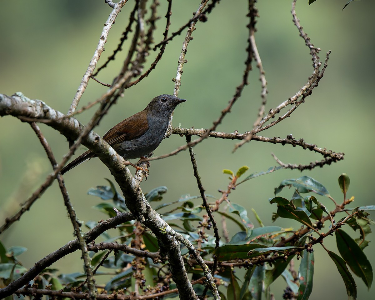 Andean Solitaire - ML627959882