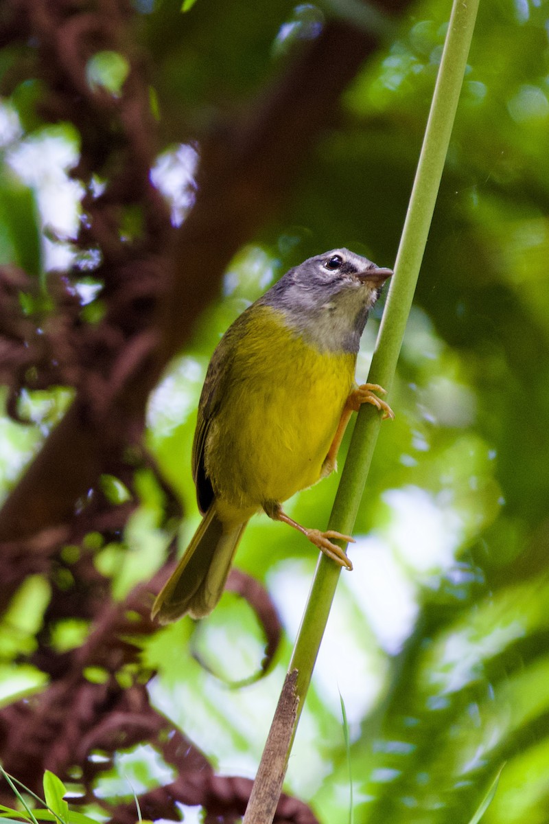 White-lored Warbler - ML627959887