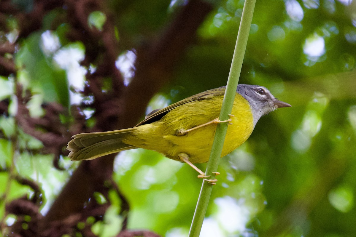 White-lored Warbler - ML627959888