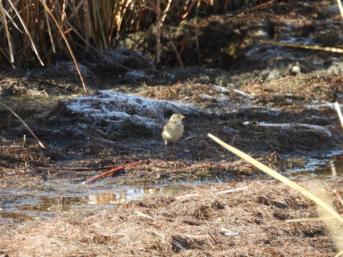 American Pipit - ML627959926