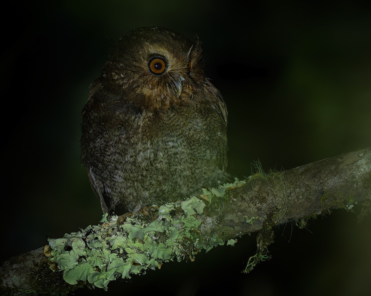 Long-whiskered Owlet - ML627959927