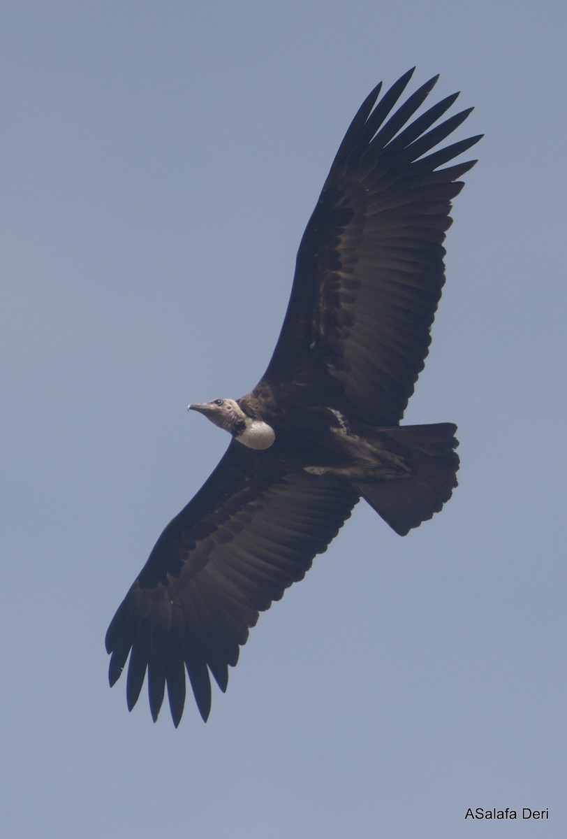 Hooded Vulture - ML627960009