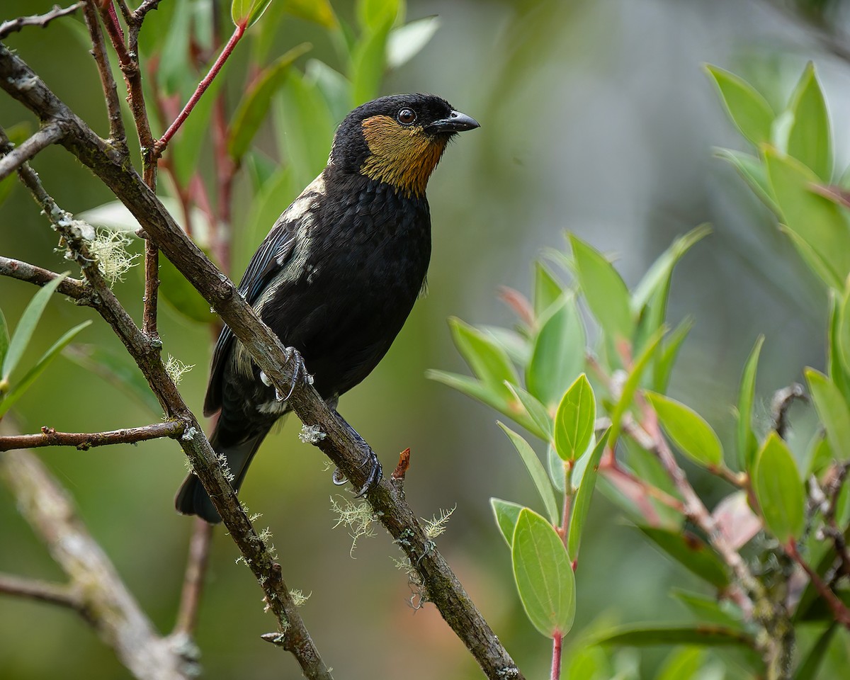 Silvery Tanager - ML627960012