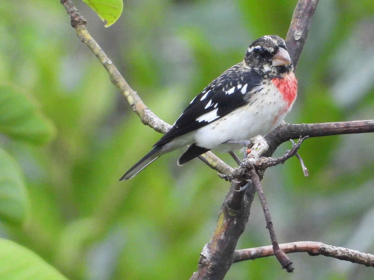 Rose-breasted Grosbeak - ML627960017