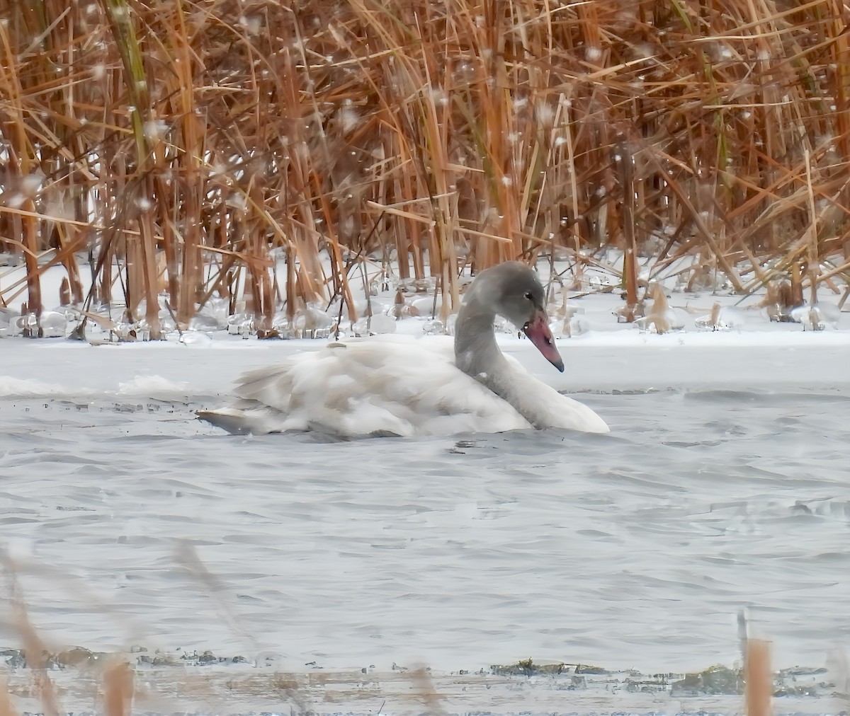 Гунгар хун - ML627960037