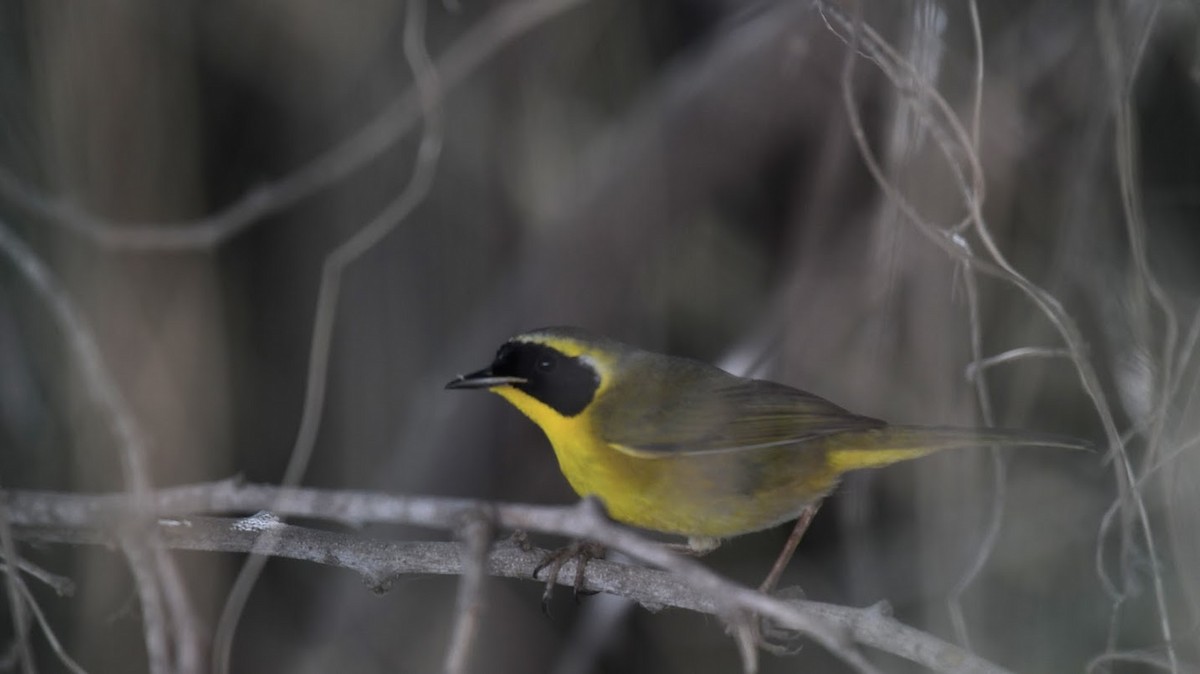 Belding's Yellowthroat - ML627960059