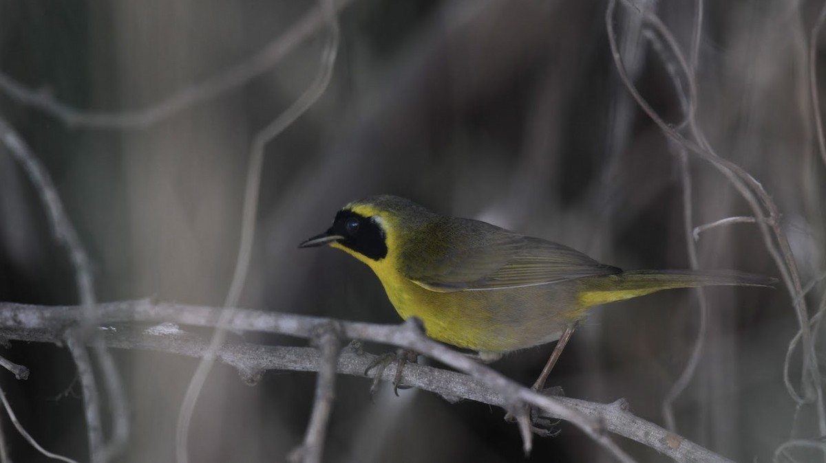 Belding's Yellowthroat - ML627960063