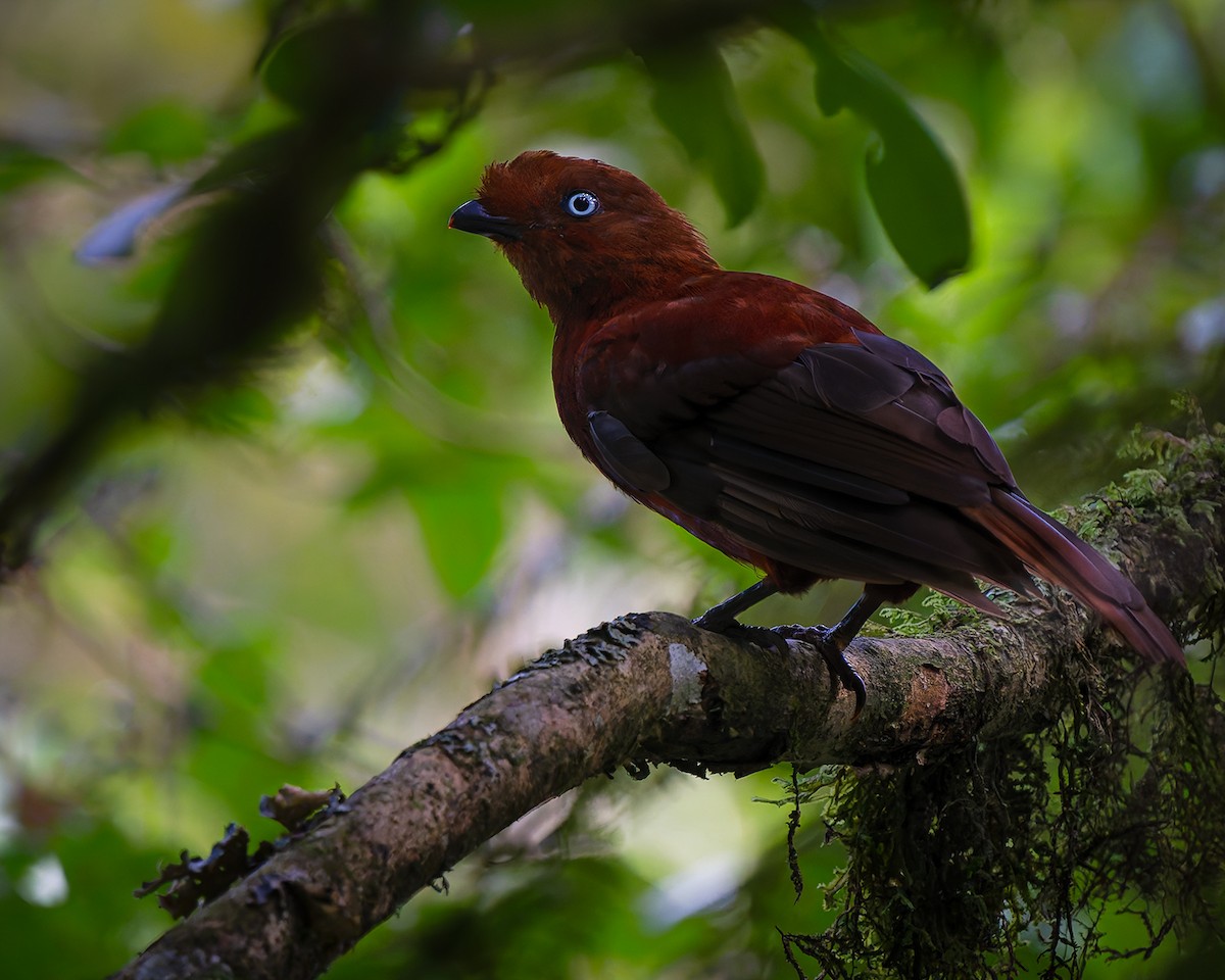Andean Cock-of-the-rock - ML627960077