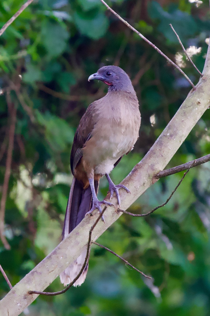 Rufous-vented Chachalaca - ML627960114