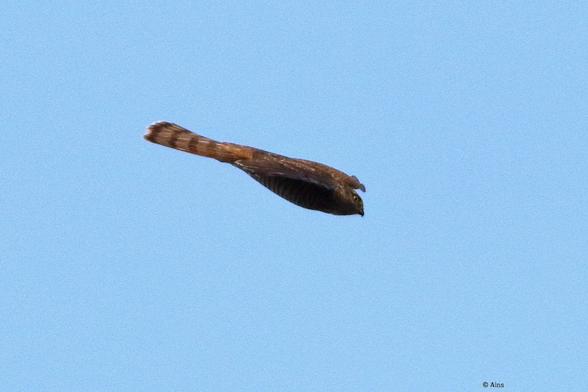 Eurasian Sparrowhawk - ML627960137