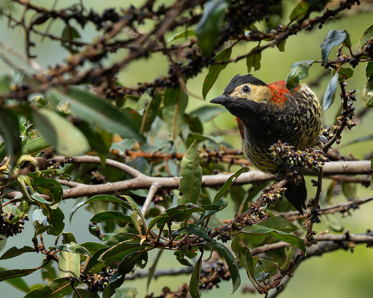 Crimson-mantled Woodpecker - ML627960175