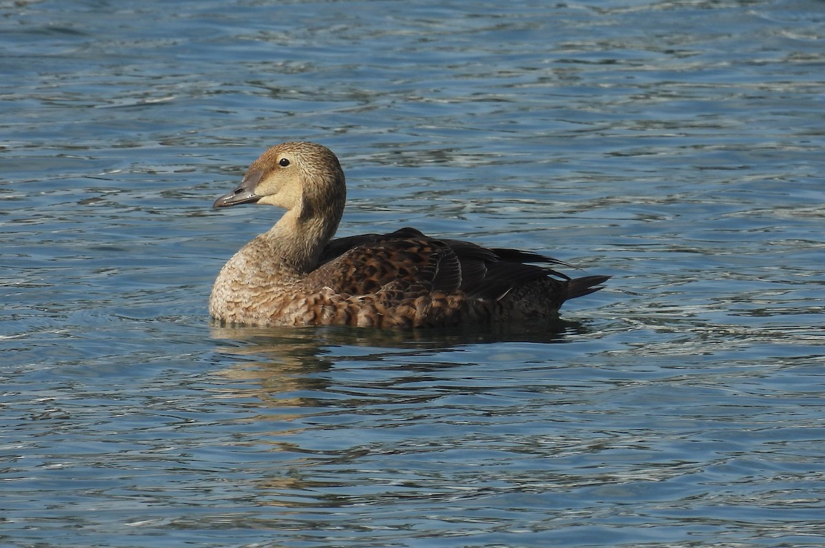 King Eider - ML627960194