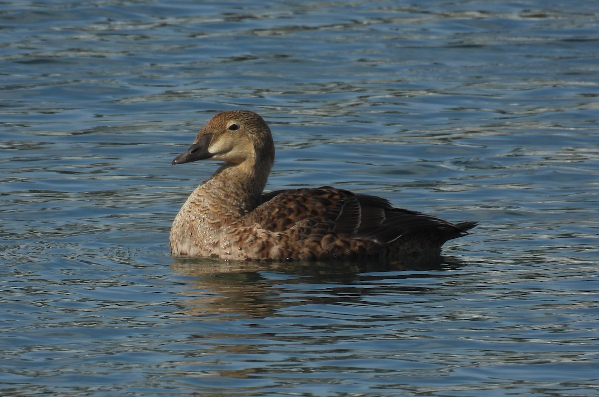 King Eider - ML627960201