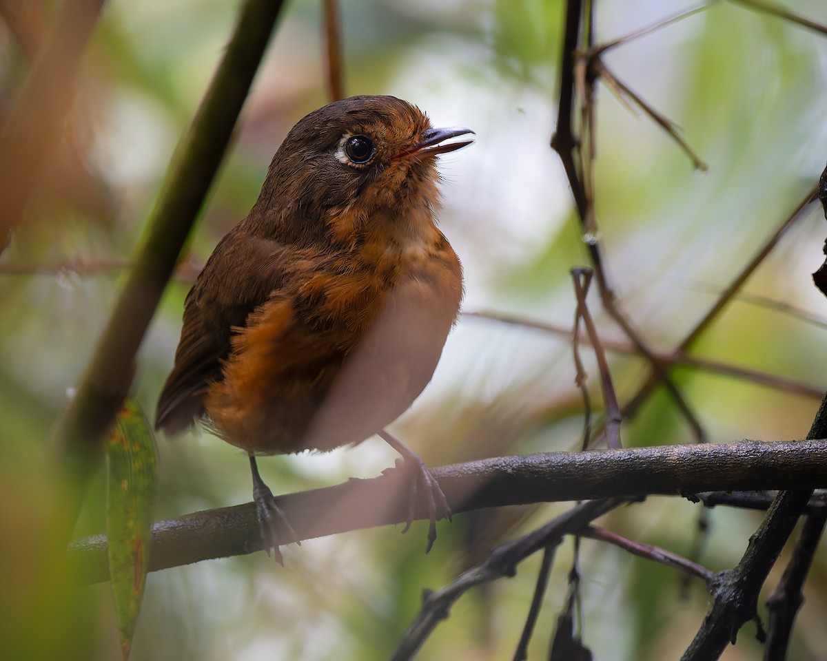 Leymebamba Antpitta - ML627960202