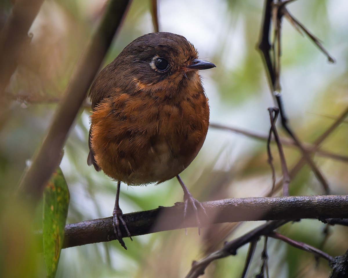 Leymebamba Antpitta - ML627960203