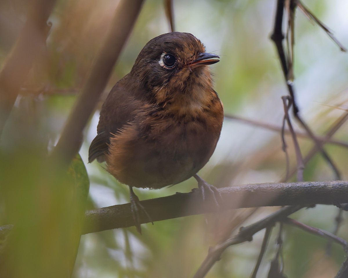 Leymebamba Antpitta - ML627960204