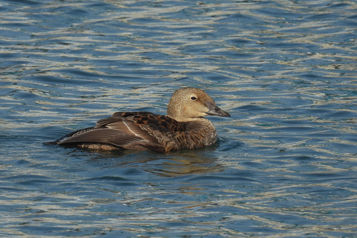 King Eider - ML627960207