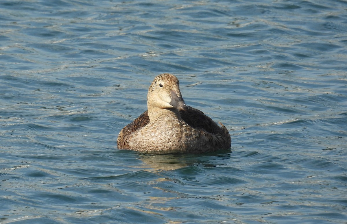 King Eider - ML627960214