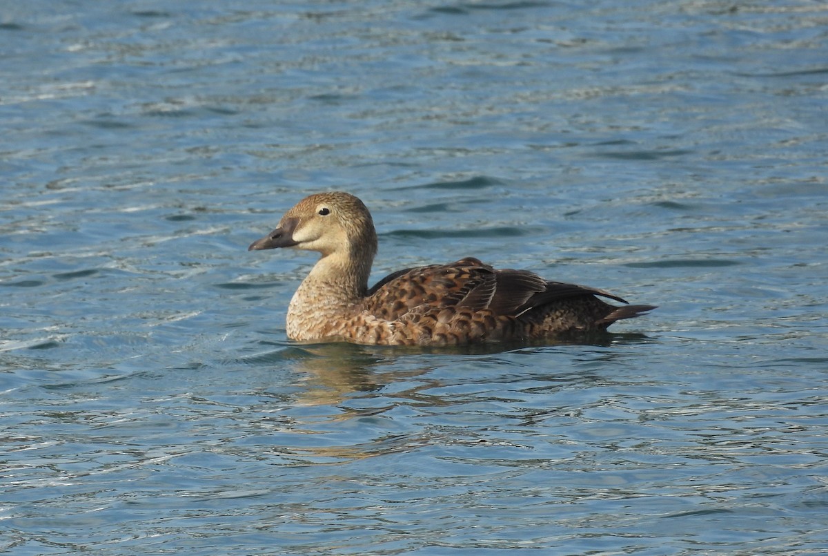 King Eider - ML627960216