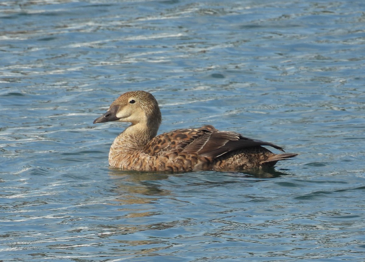 King Eider - ML627960223