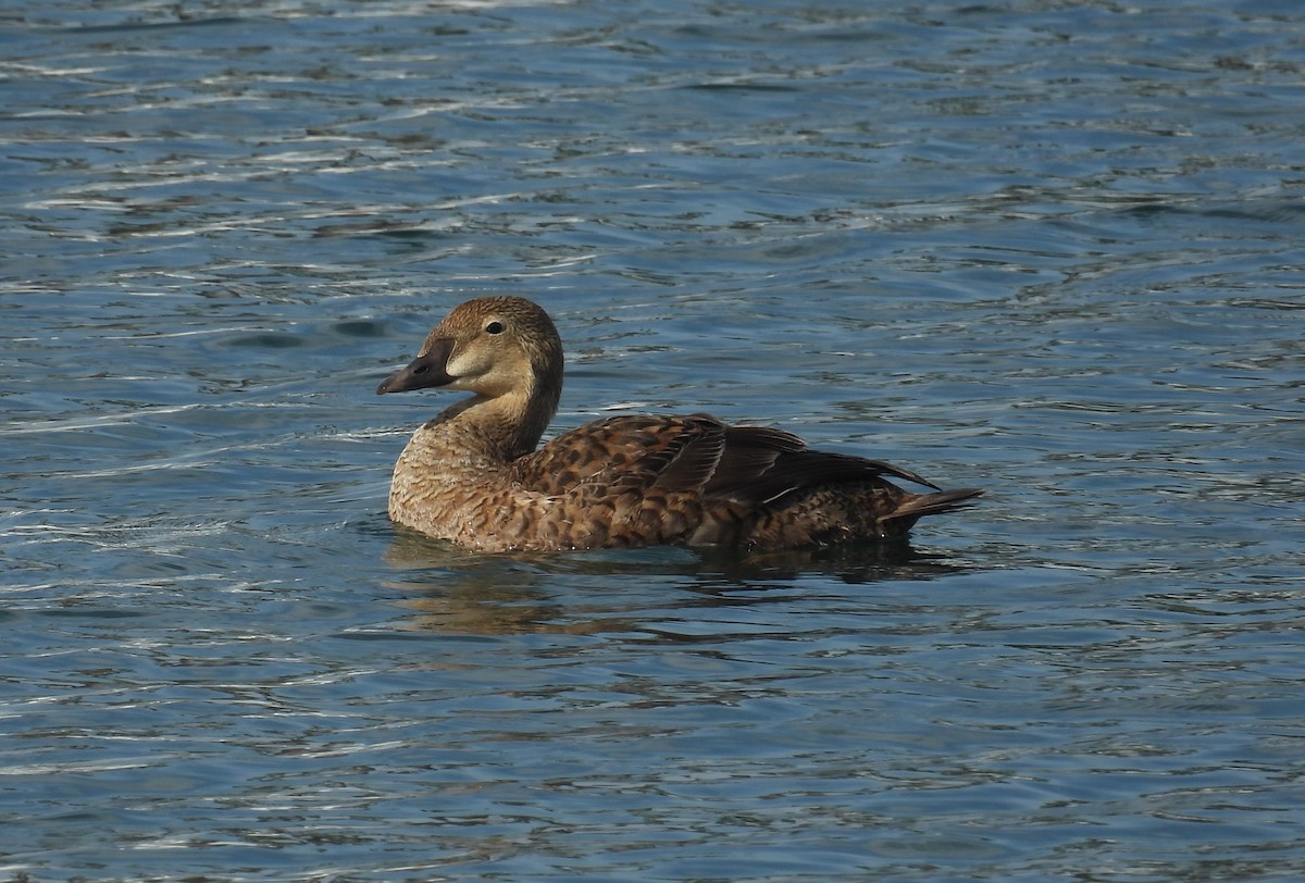 King Eider - ML627960228