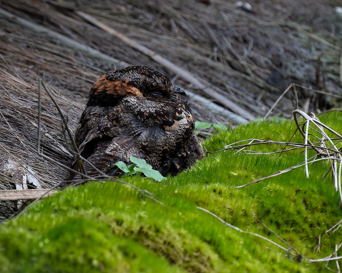 Lyre-tailed Nightjar - ML627960232