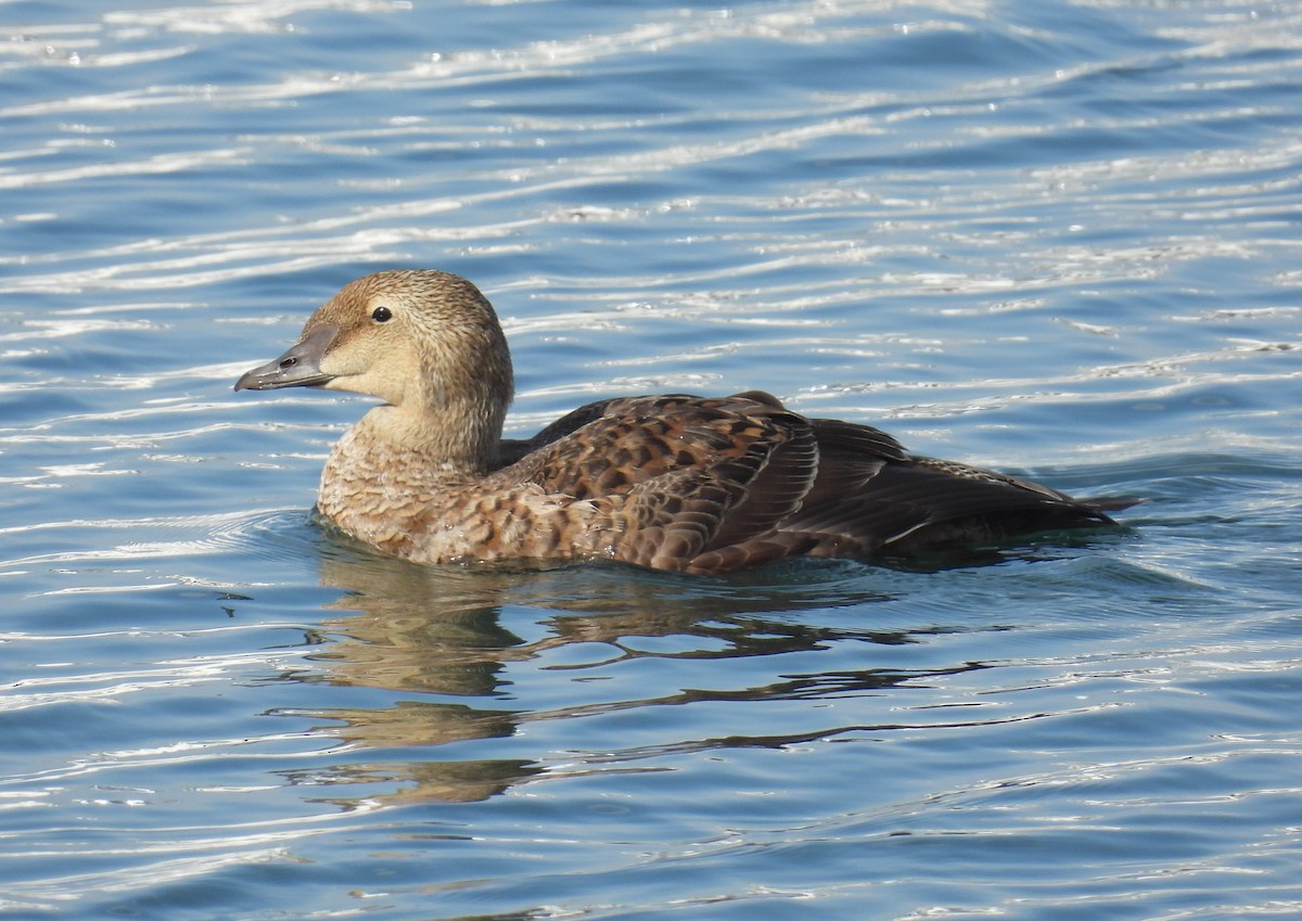 King Eider - ML627960236