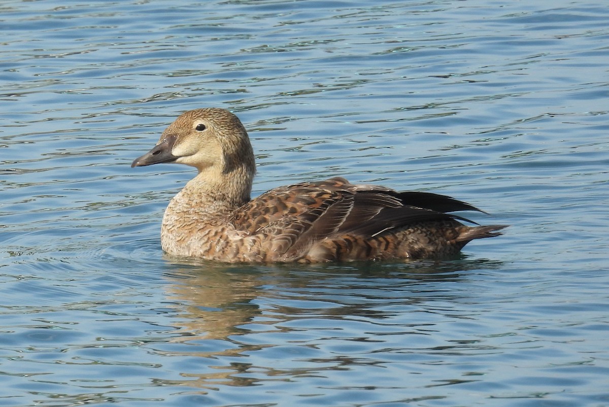 King Eider - ML627960246