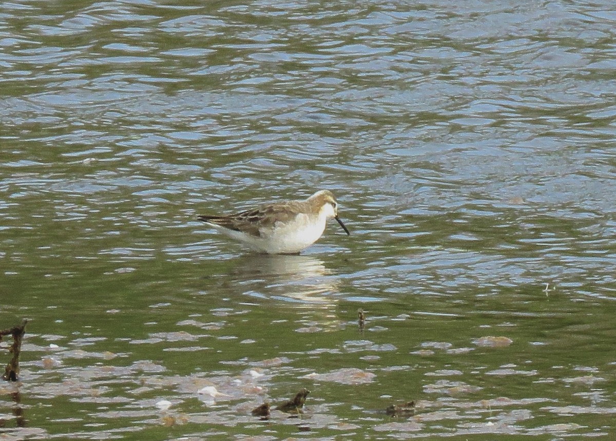 Wilson's Phalarope - ML627960251