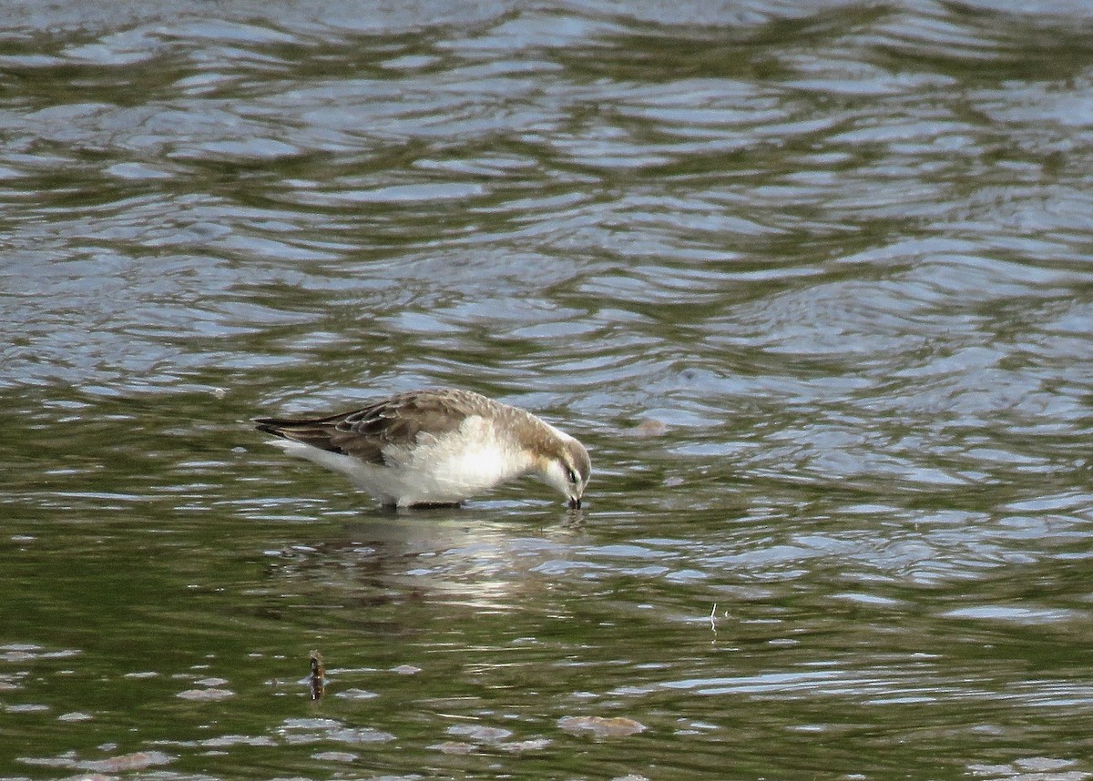 Wilson's Phalarope - ML627960252