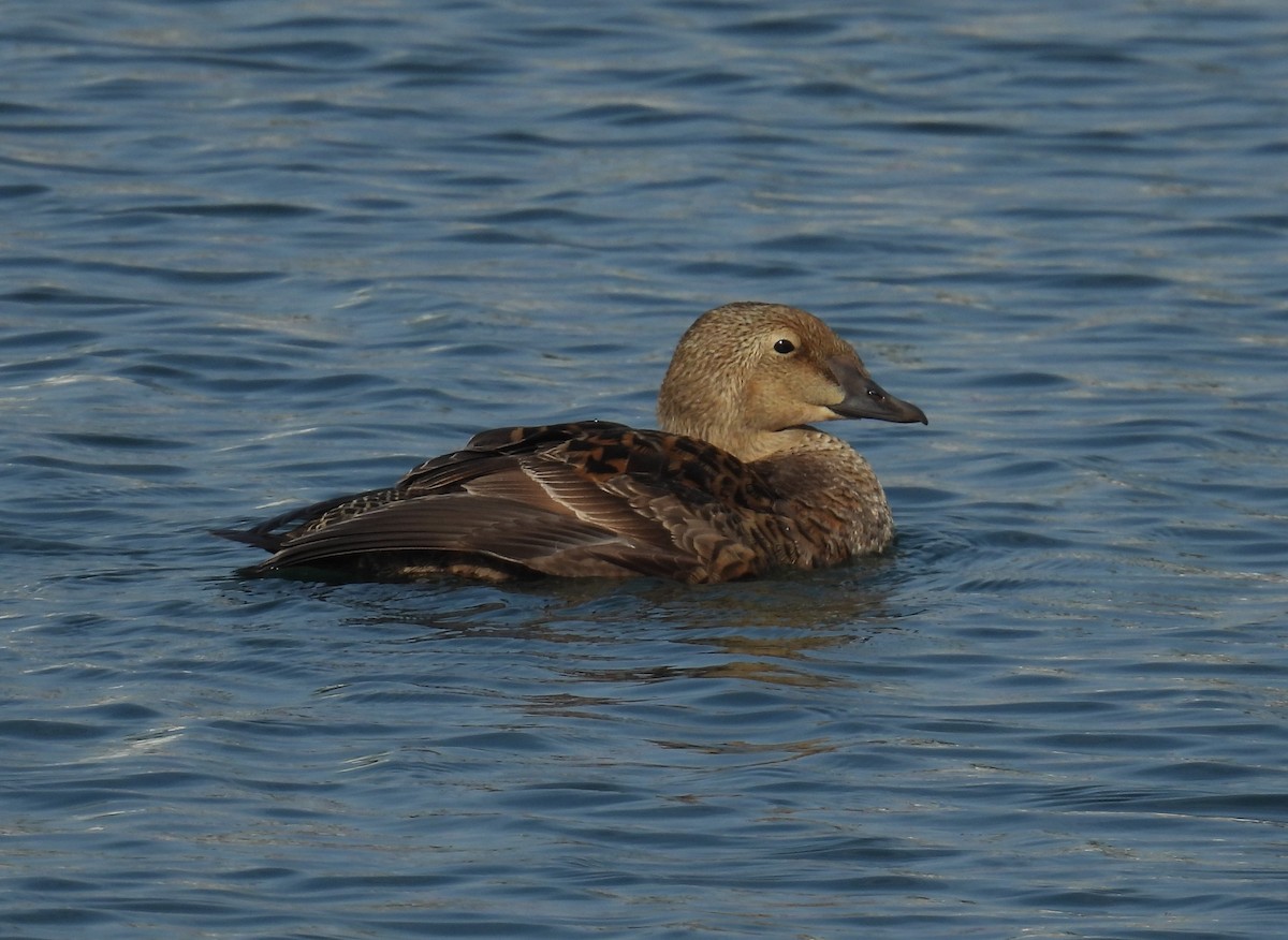 King Eider - ML627960255